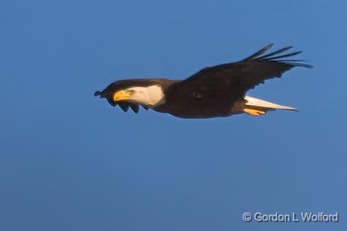 Eagle In Flight_45216.jpg - Bald Eagle (Haliaeetus leucocephalus)Photographed from Lake Martin near Breaux Bridge, Louisiana, USA.
